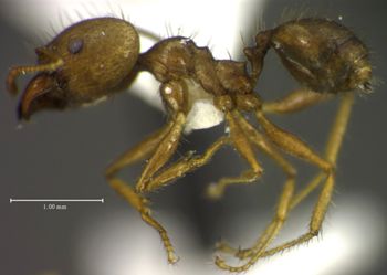 Media type: image;   Entomology 34375 Aspect: habitus lateral view